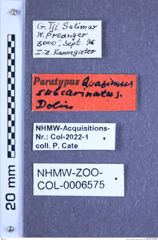 Etikette zu Quasimus subcarinatus (Dolin, 1993) (NHMW-ZOO-COL-0006575)